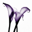 Picture of PURPLE CALLA TWO