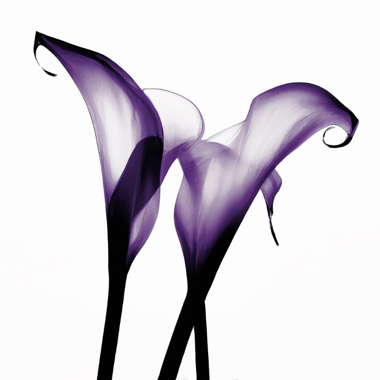 Picture of PURPLE CALLA TWO