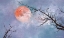 Picture of UNDER THE MOON