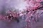 Picture of WINTER PLUM BLOSSOM