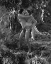 Picture of JOHNNY WEISSMULLER, MAUREEN OSULLIVAN, TARZAN THE APE MAN, 1932