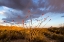 Picture of OCOTILLO IN BLOOM AT SUNRISE