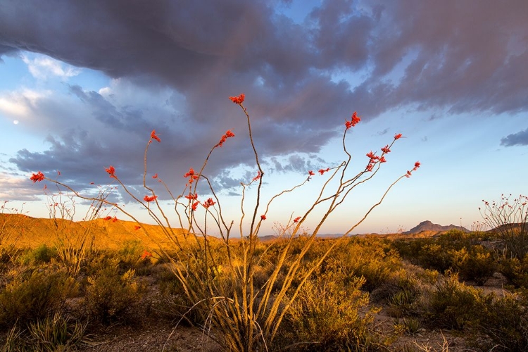 Picture of OCOTILLO IN BLOOM AT SUNRISE