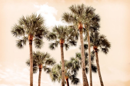 Picture of BLUSHING PALMS