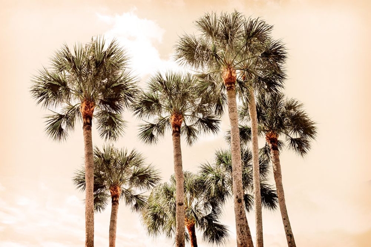 Picture of BLUSHING PALMS