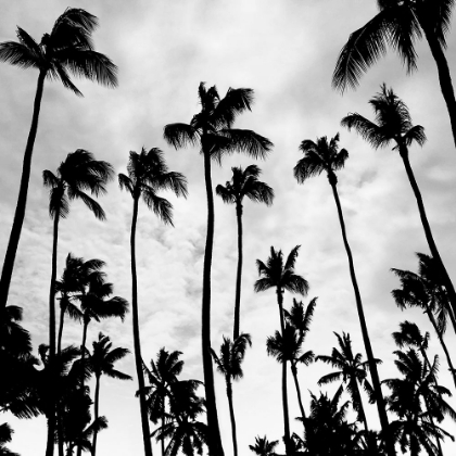 Picture of PALM SKIES