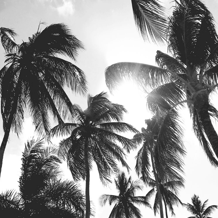 Picture of CARIBBEAN PALMS