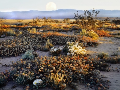 Picture of ANZA BORREGO DESERT