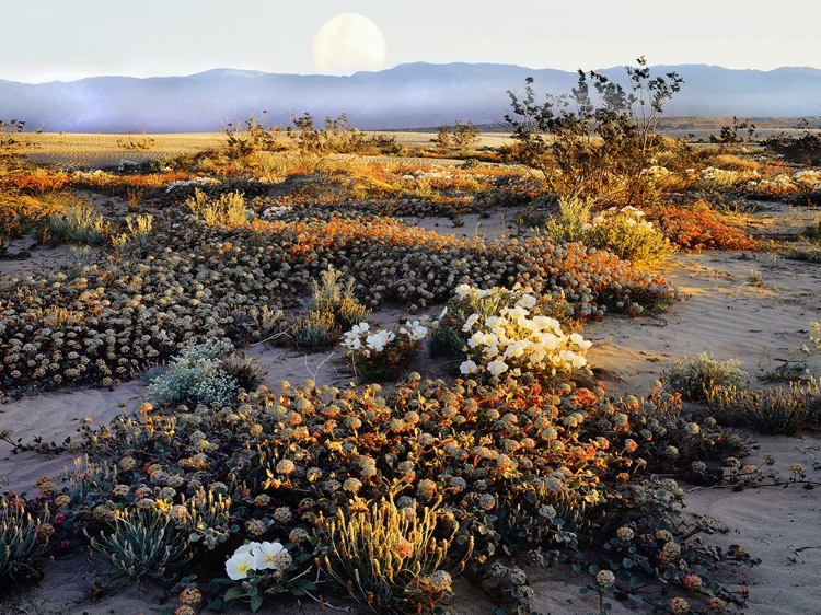 Picture of ANZA BORREGO DESERT