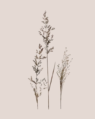 Picture of DELICATE STEMS I