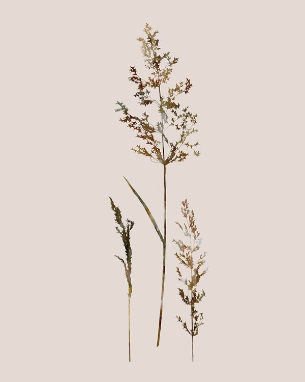 Picture of DELICATE STEMS II