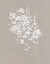 Picture of DELICATE BOTANICALS I