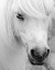 Picture of ISLAND PONY I