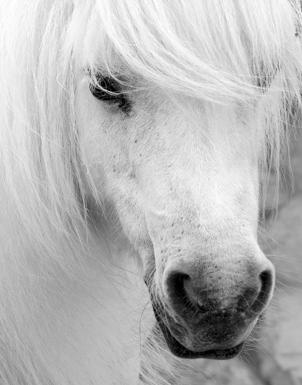 Picture of ISLAND PONY I