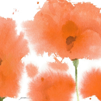 Picture of RED ORANGE POPPIES