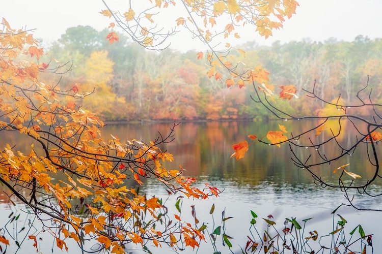 Picture of AUTUMN POND