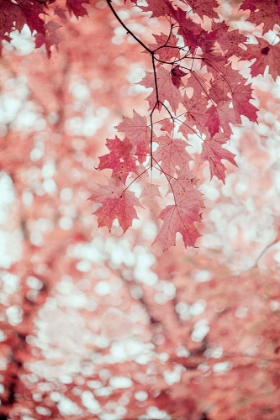 Picture of PINK AND CORAL MAPLE LEAVES