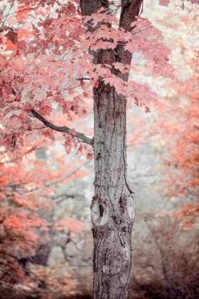 Picture of PINK AND CORAL MAPLE TREE