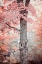 Picture of PINK AND CORAL MAPLE TREE