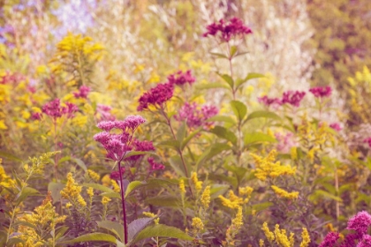 Picture of PLUM AND MUSTARD WILDFLOWERS