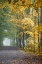 Picture of TUNNEL THROUGH MISTY FOREST