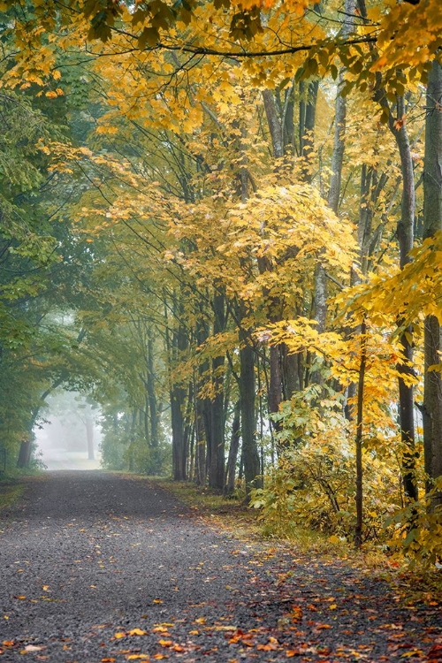 Picture of TUNNEL THROUGH MISTY FOREST
