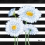 Picture of HELENA DAISIES II - STRIPES