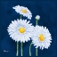 Picture of HELENA DAISIES III