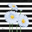 Picture of HELENA DAISIES III - STRIPES