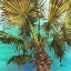Picture of WOODSIDE PALMS I - BLUE