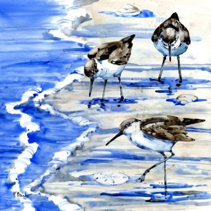 Picture of ROCKHAMPTON SANDPIPERS II