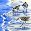 Picture of ROCKHAMPTON SANDPIPERS II