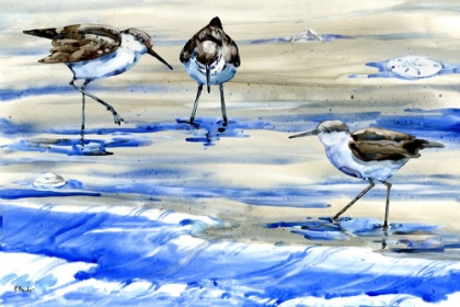 Picture of ROCKHAMPTON SANDPIPERS HORIZONTAL