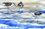 Picture of ROCKHAMPTON SANDPIPERS HORIZONTAL