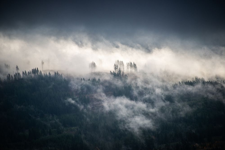 Picture of FIR TREES IN THE FOREST FOG BLUE