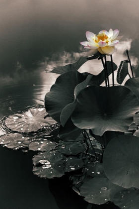 Picture of LOTUS IN THE MIST
