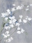 Picture of BLUE WHITE BLOSSOMS II