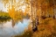 Picture of AUTUMN BIRCH