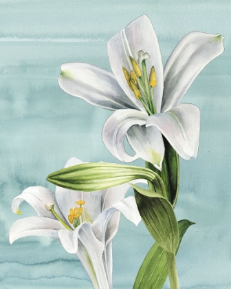 Picture of PEACEFUL LILIES II