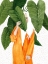 Picture of DAUGHTER NATURE I