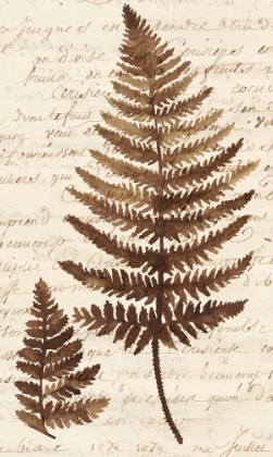 Picture of FERNS AND LEDGERS I