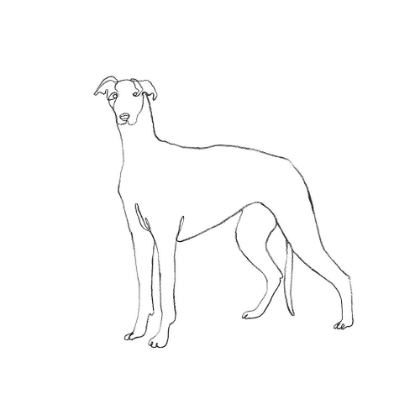 Picture of GREYHOUND PENCIL SKETCH II