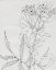 Picture of WILD BLOSSOMS II