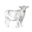 Picture of BOVINE STUDY I