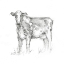 Picture of BOVINE STUDY II