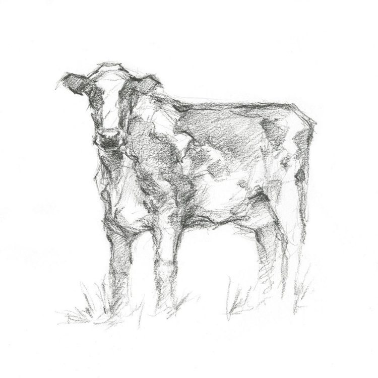 Picture of BOVINE STUDY II