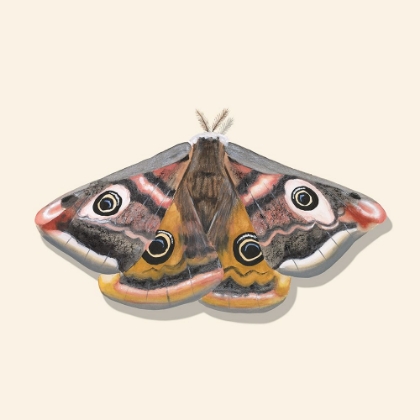 Picture of WATERCOLOR MOTHS I