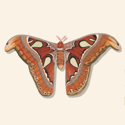 Picture of WATERCOLOR MOTHS II