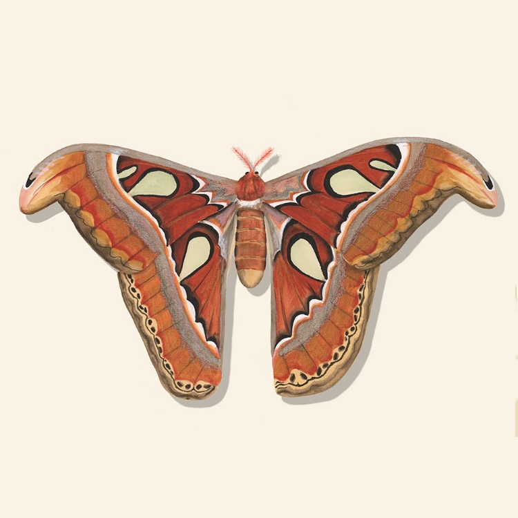 Picture of WATERCOLOR MOTHS II