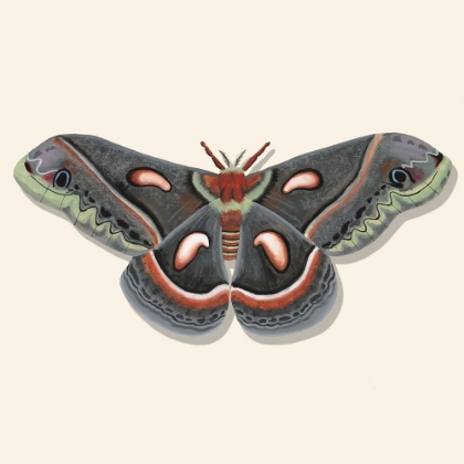 Picture of WATERCOLOR MOTHS III